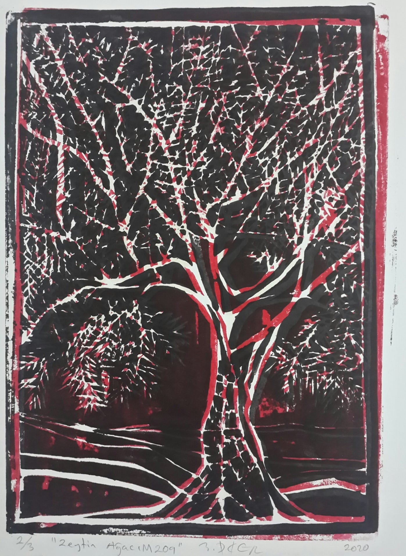Zeytin AğacıM