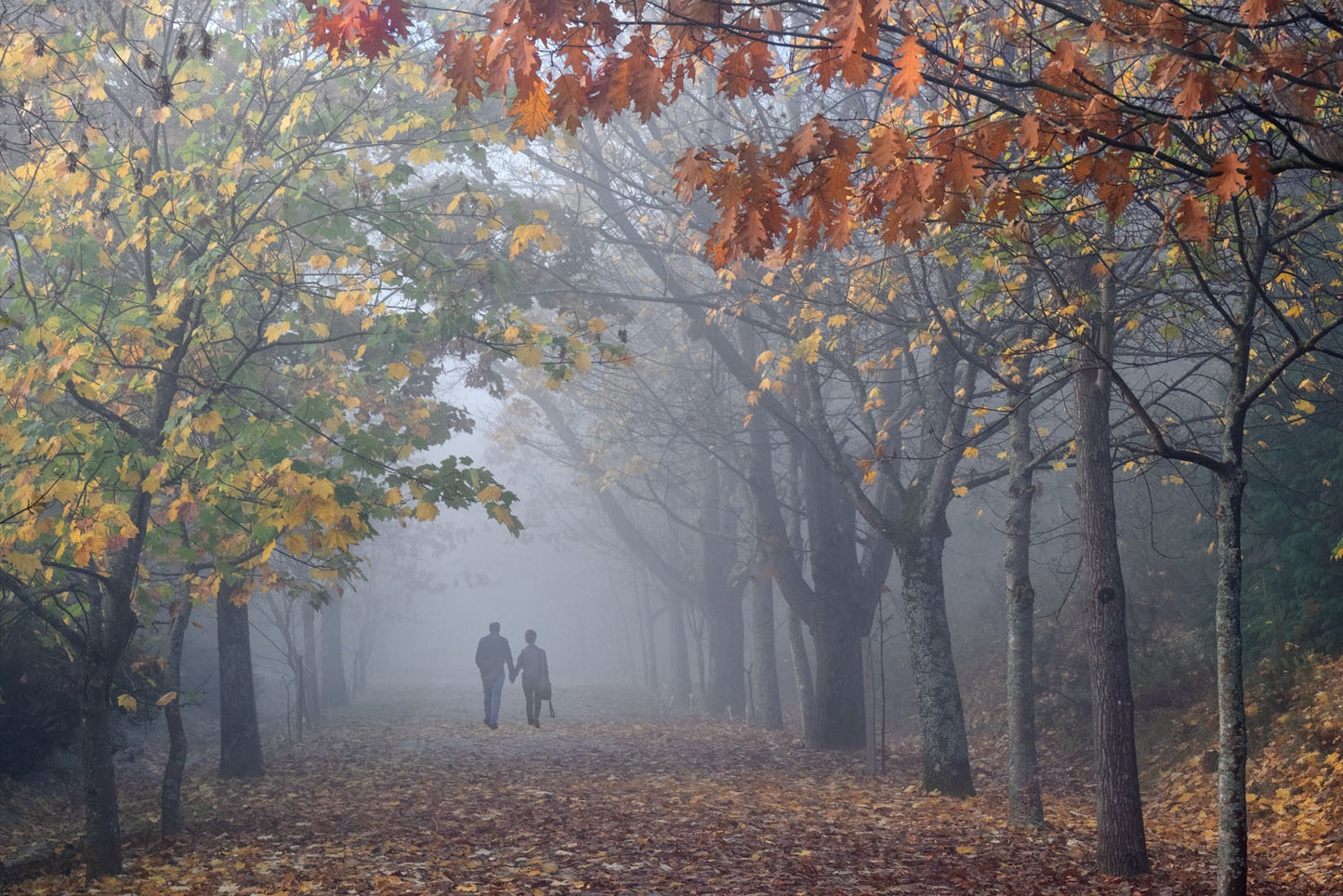 Atatürk Arboretumu