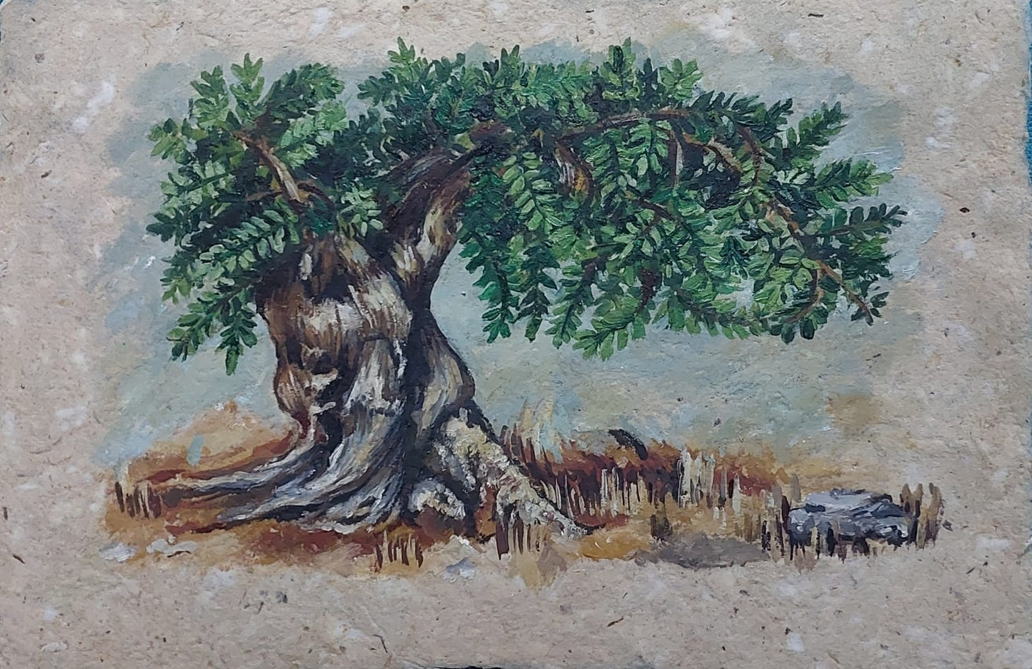 Zeytin Ağacı