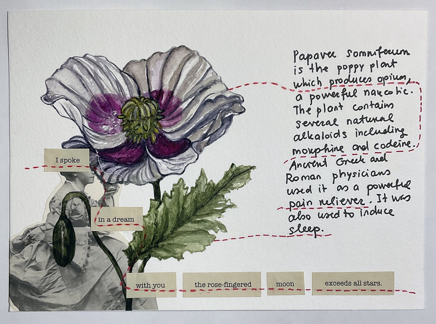 Papaver Somniferum