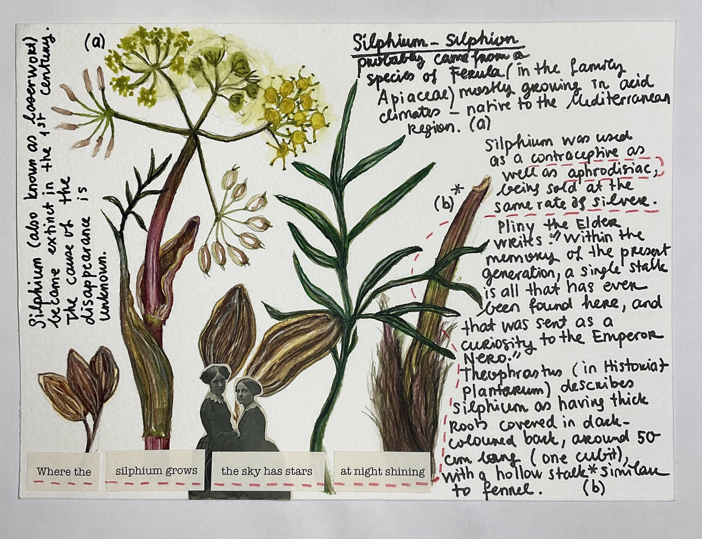 Silphium
