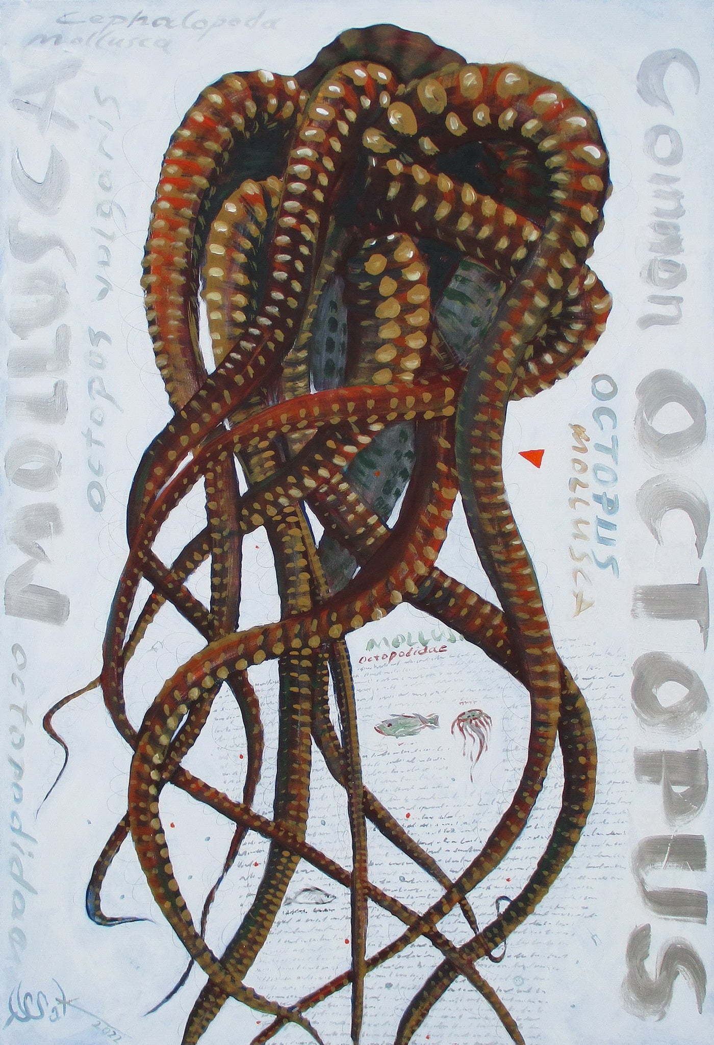 Octopus