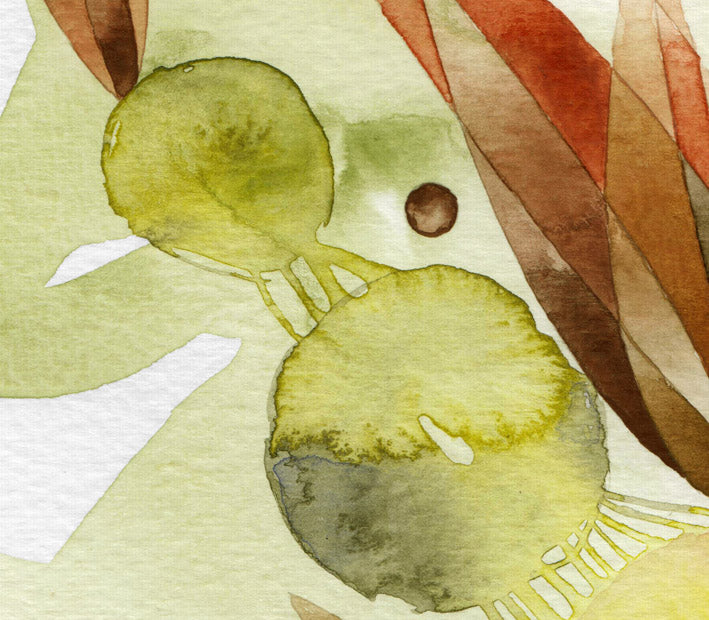 Zencefil Tohumu