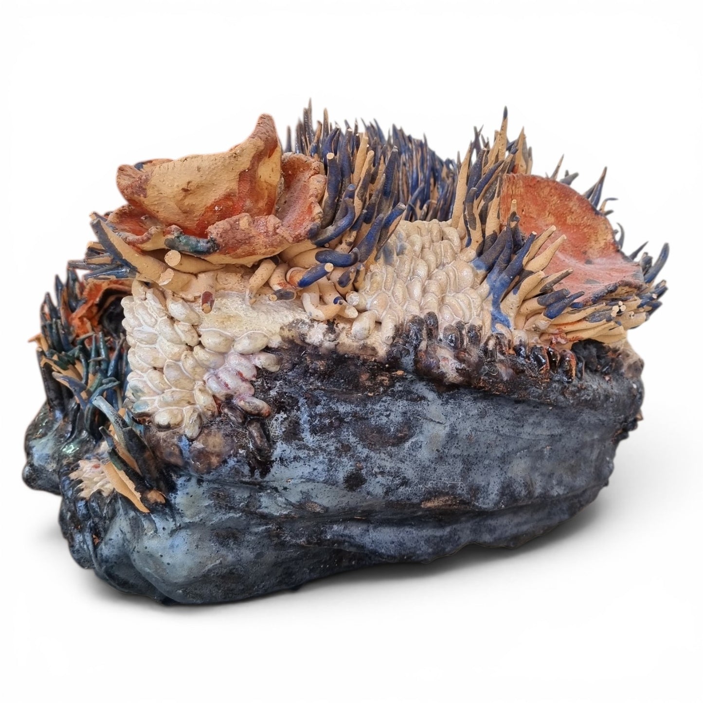 Coral Bloom