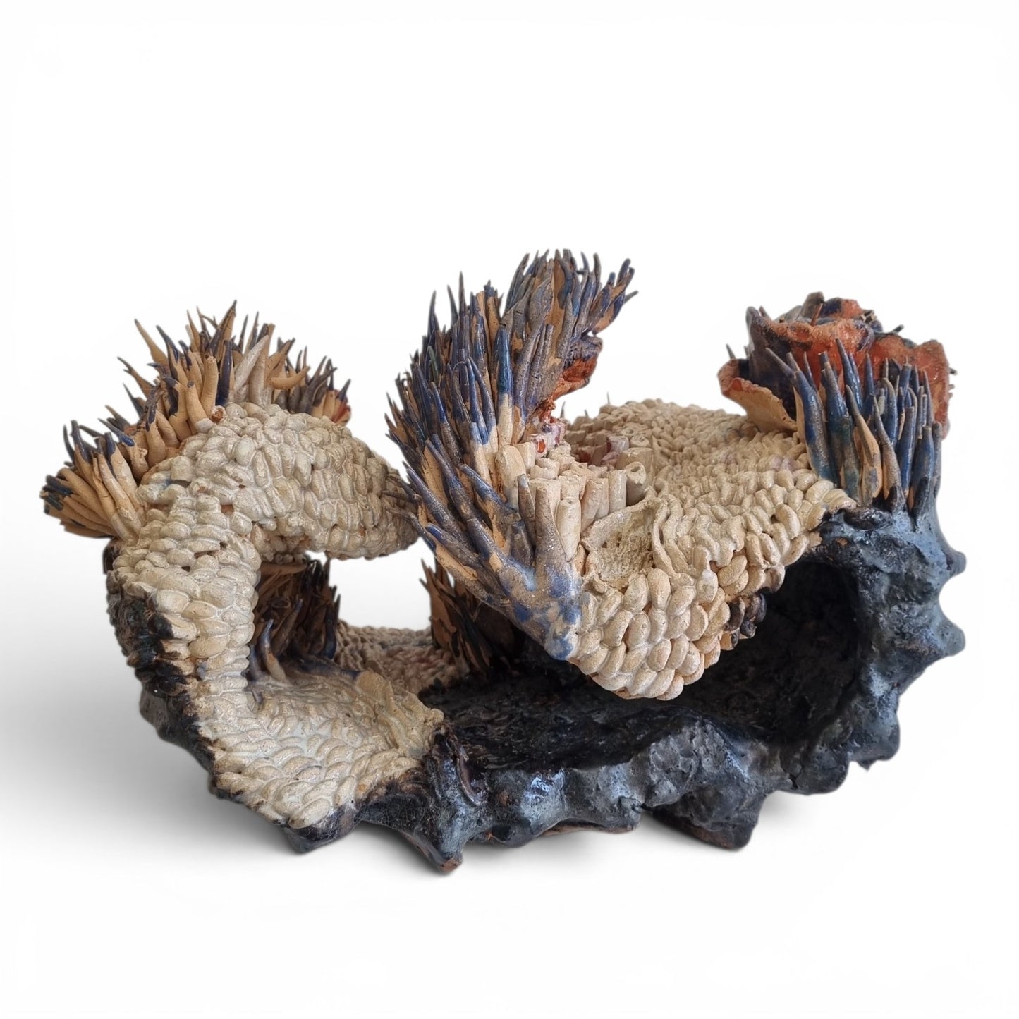 Coral Bloom