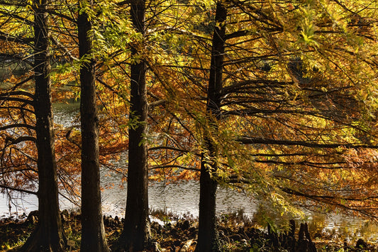 Atatürk Arboretumu