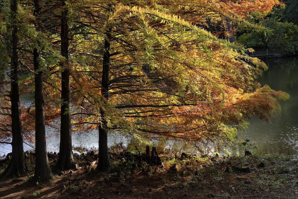 Atatürk Arboretumu