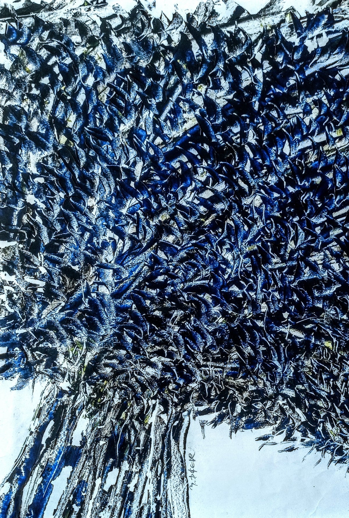 Zeytin AğacıM