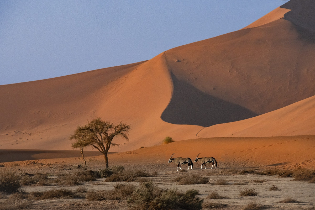 Namibia  Deadvlei