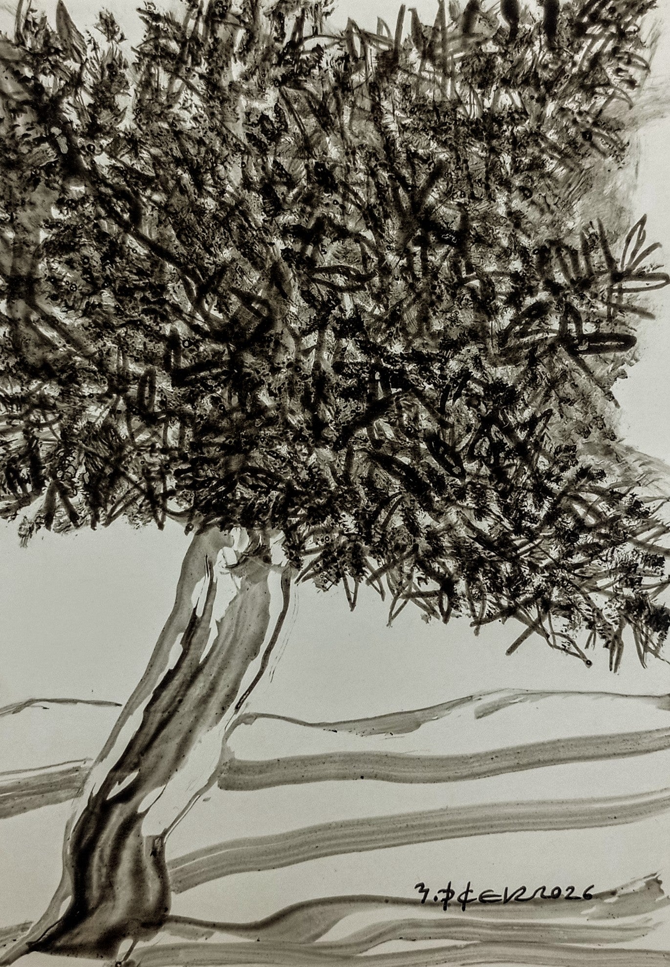 Zeytin AgacıM