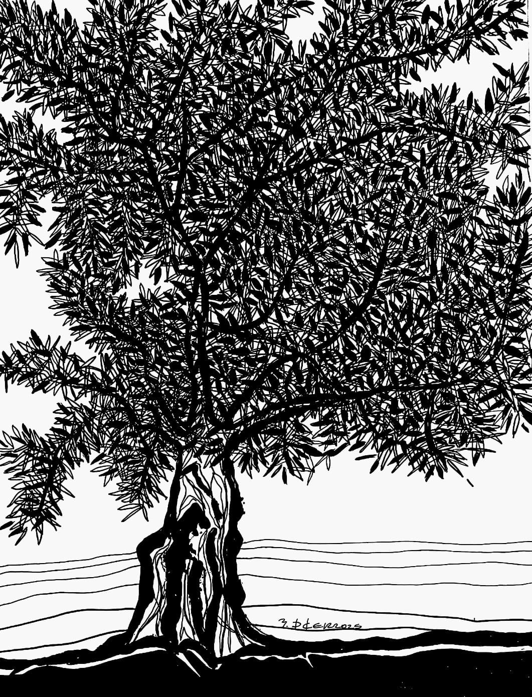 Zeytin AğacıM