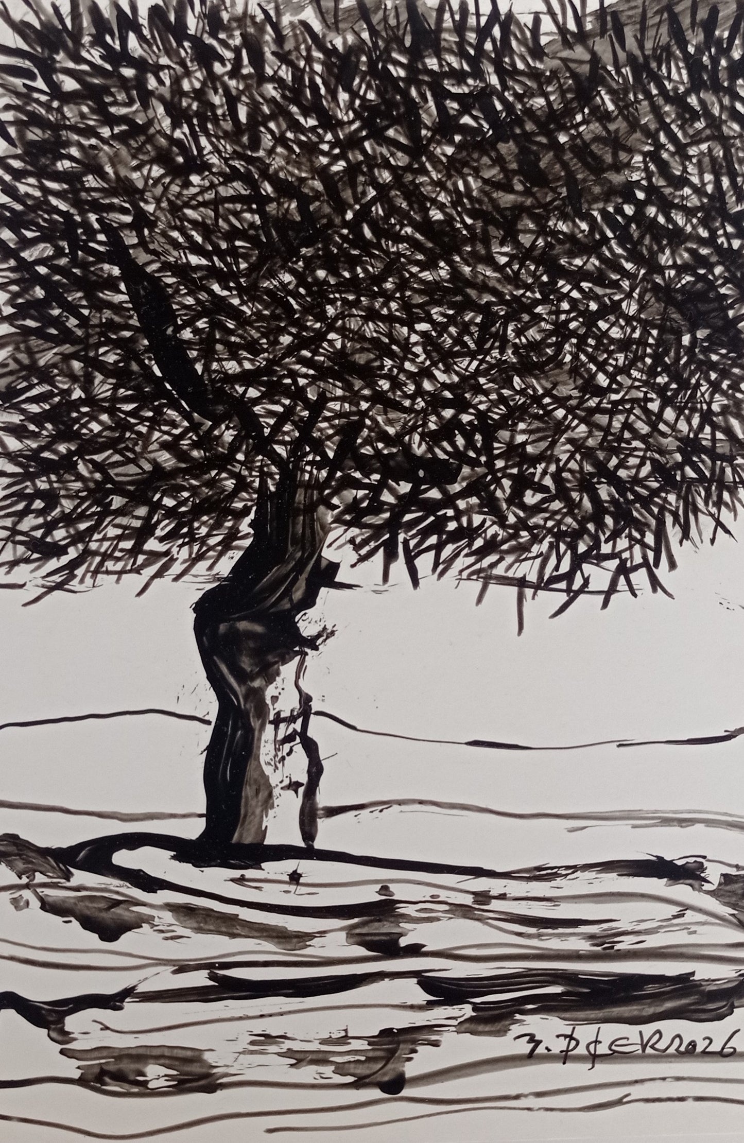 Zeytin AgacıM
