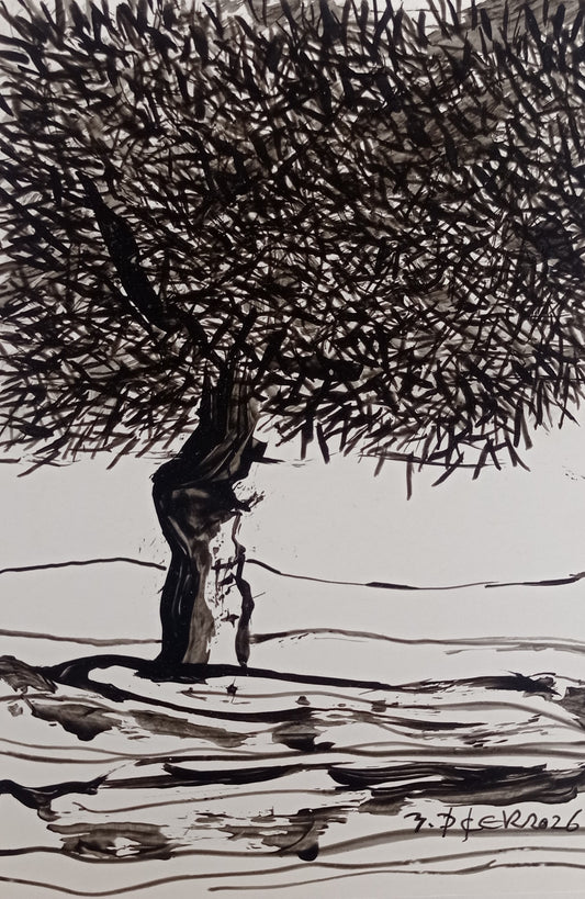 Zeytin AgacıM