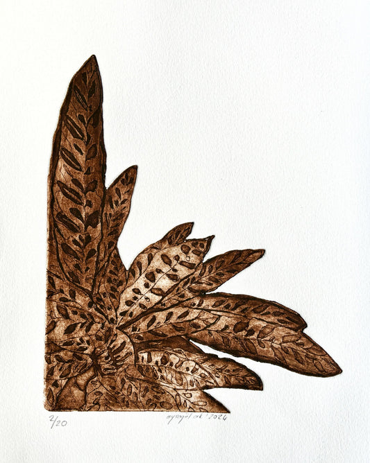 Calathea Lancifolia