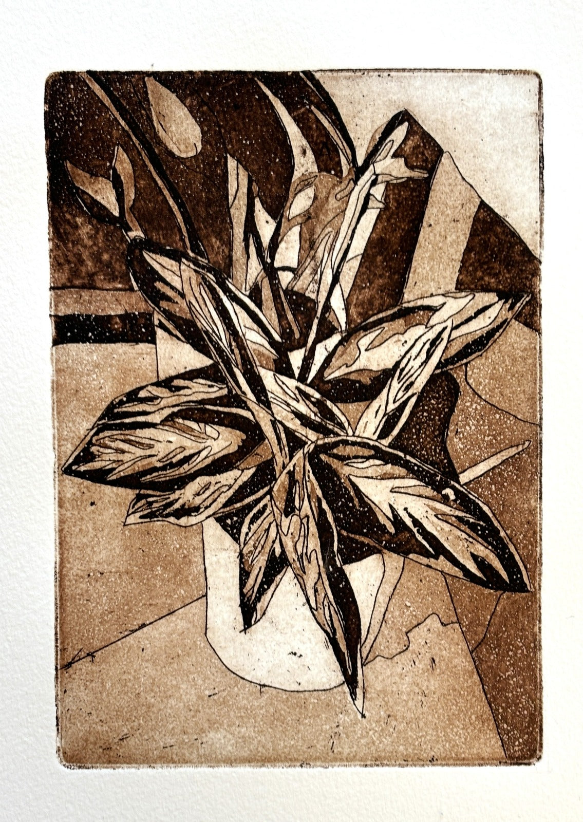 Calathea Triostar