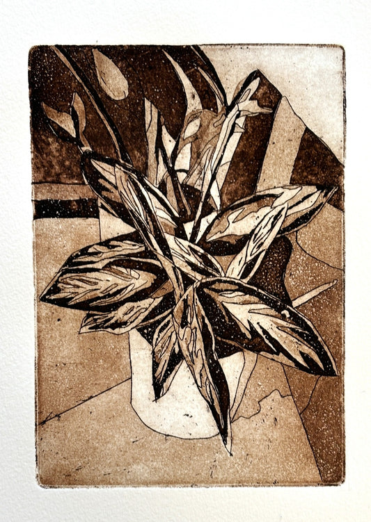 Calathea Triostar