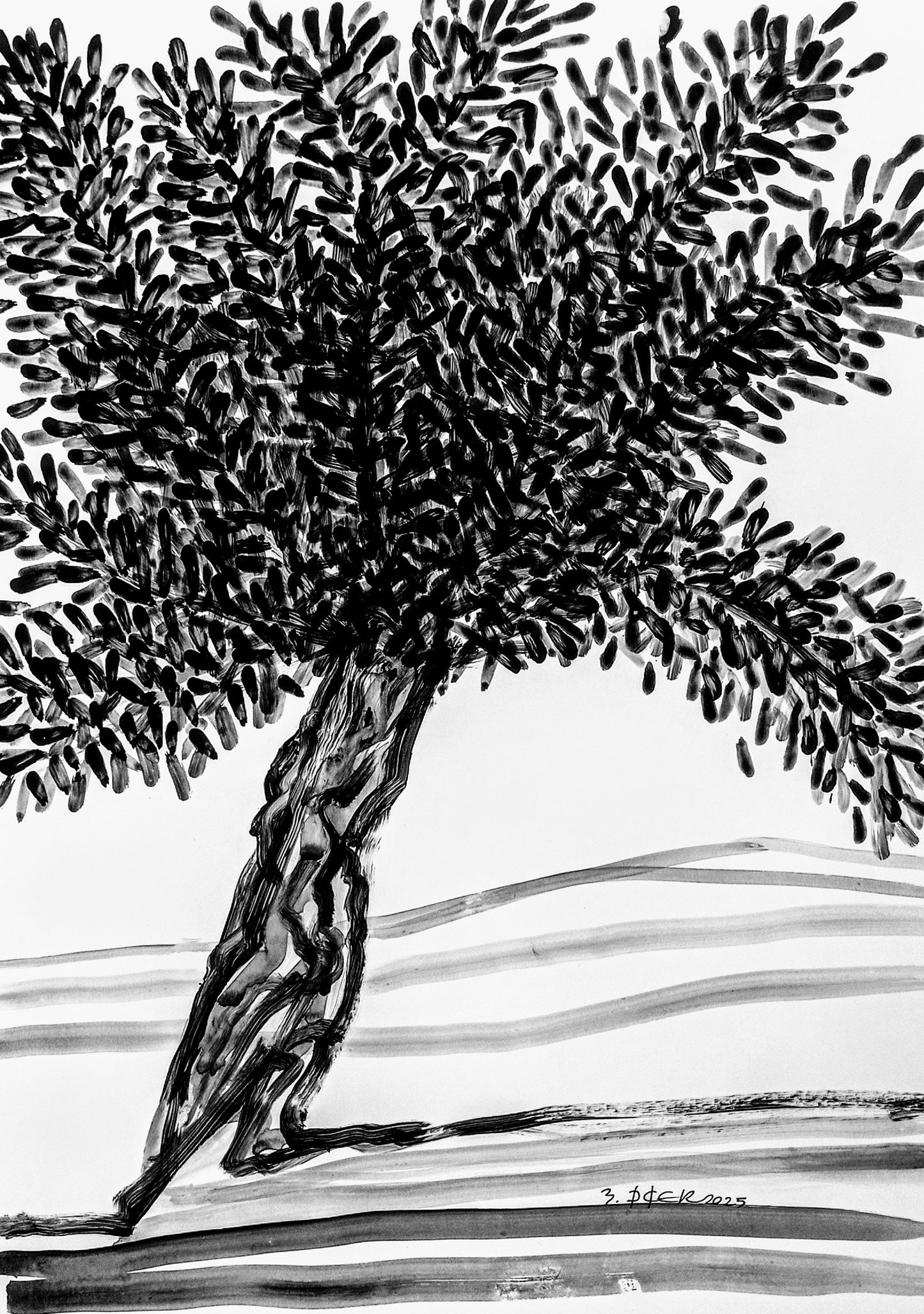 Zeytin AğacıM