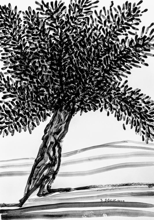 Zeytin AğacıM