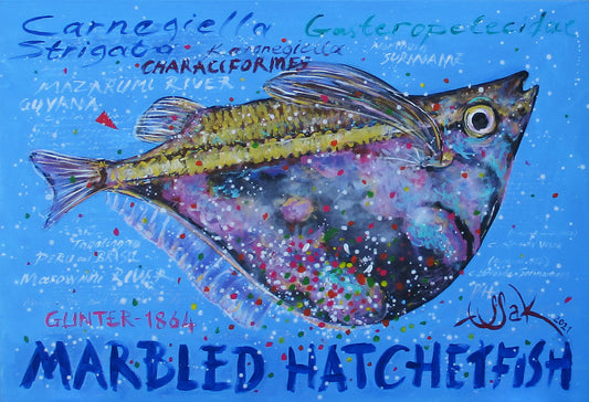 Marbled Hatchet Fish