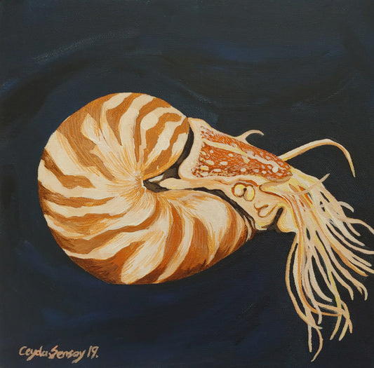 Nautilus